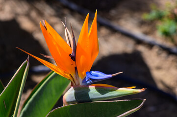 Vibrant orange and blue flower emerging from lush green foliage in a sunny garden setting