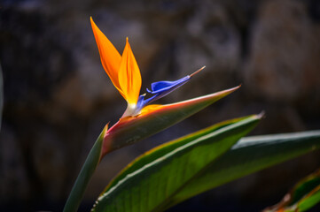 A vibrant bird of paradise flower stands tall against a textured stone backdrop in the warm...