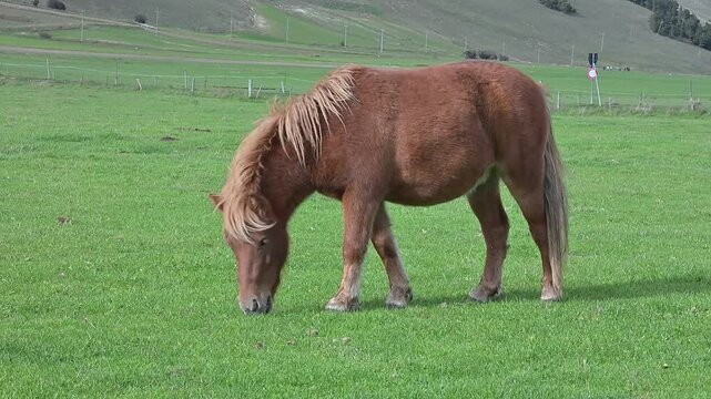 Simpatico pony mangia l'erba di un bel prato verde