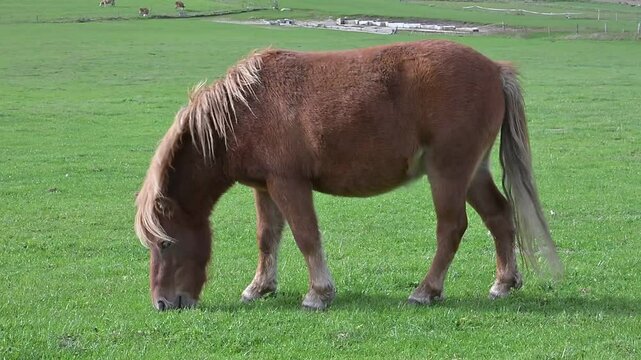 Giovane pony mangia tranquillo l'erba in un prato