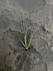 Green plant on the sand