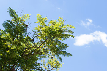 Green jacaranda leaves in autumn as a nature background