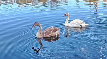 Adult chicks of white swans on the pond.