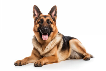 German Shepherd dog, isolated on white background, sitting in a relaxed pose