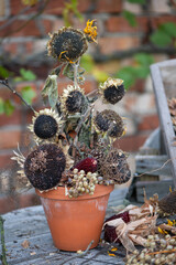 Herbstdekoration selber machen, getrocknete Sonnenblumen dekorieren, Landhaus, Gartendekoration,...
