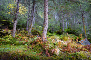 Obraz premium im farbenprächtigen Herbstwald