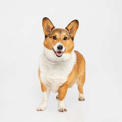 Smiling corgi on high key white isolated backgound