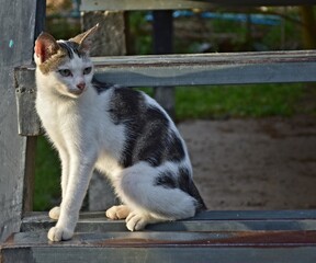 hungry stray cat sitting quietly outdoors in the gentle glow of the evening. The serene atmosphere of the nice day contrasts with the cat's longing gaze