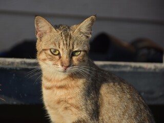 hungry stray cat sitting quietly outdoors in the gentle glow of the evening. The serene atmosphere of the nice day contrasts with the cat's longing gaze