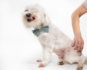 Small dog getting rear end scratched