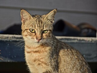 hungry stray cat sitting quietly outdoors in the gentle glow of the evening. The serene atmosphere of the nice day contrasts with the cat's longing gaze