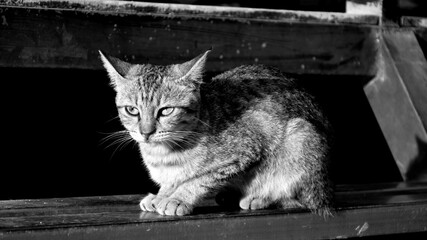 hungry stray cat sitting quietly outdoors in the gentle glow of the evening. The serene atmosphere of the nice day contrasts with the cat's longing gaze