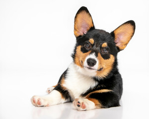 Pembroke welsh Corgi laying on high key white isolated background