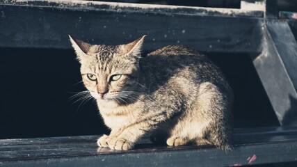 hungry stray cat sitting quietly outdoors in the gentle glow of the evening. The serene atmosphere of the nice day contrasts with the cat's longing gaze