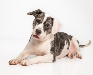 Obraz premium American bulldog mix on white studio background.