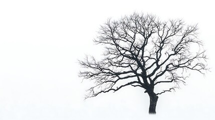 Fototapeta premium Silhouette of a tree with bare branches on a plain white background