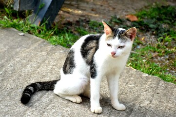 hungry stray cat sitting quietly outdoors in the gentle glow of the evening. The serene atmosphere of the nice day contrasts with the cat's longing gaze