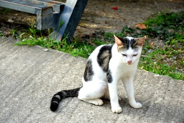 hungry stray cat sitting quietly outdoors in the gentle glow of the evening. The serene atmosphere of the nice day contrasts with the cat's longing gaze