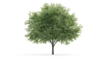 Large maple tree with rich green foliage and a wide trunk isolated on a white background