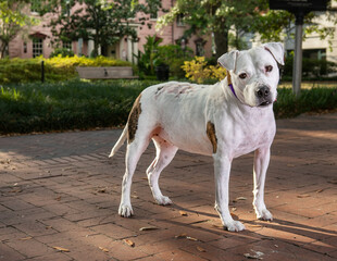 white dog standing in front of pink house