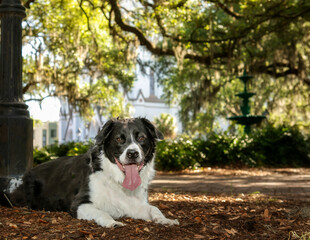 Border Collie Mix in front of the cathedral of st. john the baptist