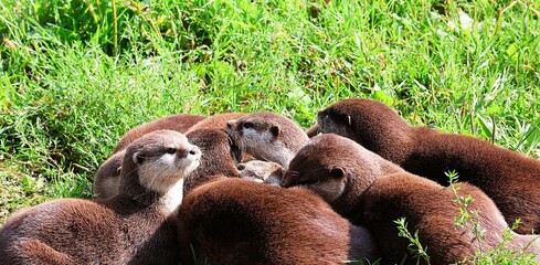 Group of otters in the grass. Lutra lutra.