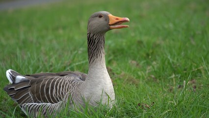 A Serene Duck Resting Calmly Near The Riverbank, Surrounded By Lush Greenery, Capturing The Tranquil Beauty Of Wildlife In Its Natural Habitat, Peacefully Coexisting With Nature.