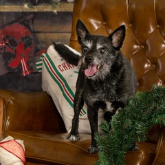 happy black terrier surrounded by christmas decor
