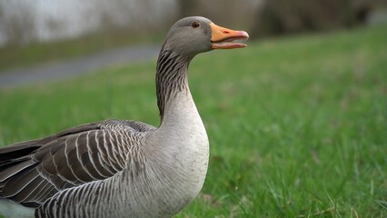 A Serene Duck Resting Calmly Near The Riverbank, Surrounded By Lush Greenery, Capturing The Tranquil Beauty Of Wildlife In Its Natural Habitat, Peacefully Coexisting With Nature.