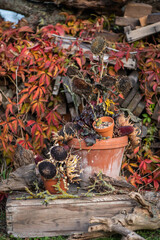 Herbstdekoration selber machen, getrocknete Sonnenblumen dekorieren, Landhaus, Gartendekoration, Vogelfutter