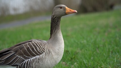 A Serene Duck Resting Calmly Near The Riverbank, Surrounded By Lush Greenery, Capturing The Tranquil Beauty Of Wildlife In Its Natural Habitat, Peacefully Coexisting With Nature.