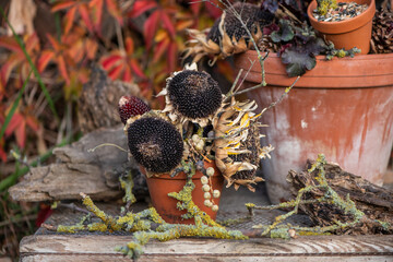 Herbstdekoration selber machen, getrocknete Sonnenblumen dekorieren, Landhaus, Gartendekoration, Vogelfutter