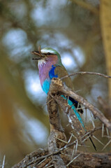 Rollier à longs brins, grenouille,.Coracias caudatus, Lilac breasted Roller