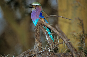 Rollier à longs brins,.Coracias caudatus, Lilac breasted Roller