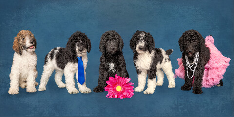 Five standard poodle puppies standing on blue studio background