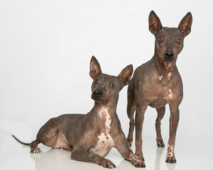 Two american hairless terriers on white isolated background