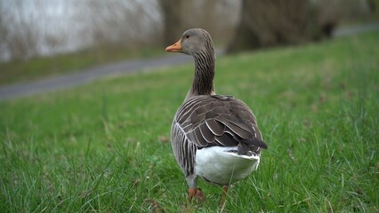 A Serene Duck Resting Calmly Near The Riverbank, Surrounded By Lush Greenery, Capturing The Tranquil Beauty Of Wildlife In Its Natural Habitat, Peacefully Coexisting With Nature.