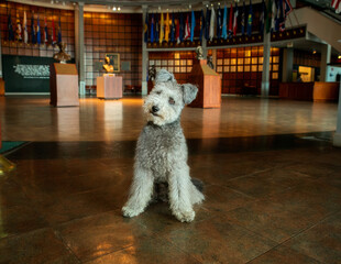 Pumi sitting up in Museum