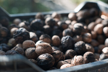Fresh walnuts collected in the garden.
