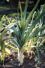 Leek, a vegetable in the home garden.
