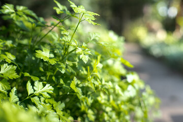 Obraz premium Garden parsley, a health-promoting vegetable. 
