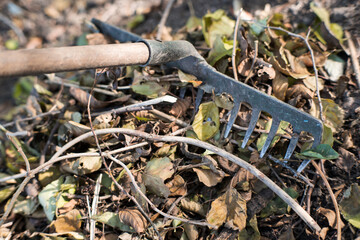 Garden tools, raking leaves in autumn.
