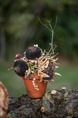 Herbstdekoration selber machen, getrocknete Sonnenblumen dekorieren, Landhaus, Gartendekoration, Vogelfutter