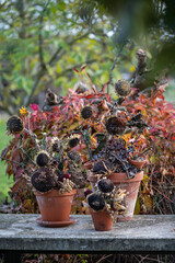 Herbstdekoration selber machen, getrocknete Sonnenblumen dekorieren, Landhaus, Gartendekoration,...