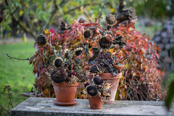 Herbstdekoration selber machen, getrocknete Sonnenblumen dekorieren, Landhaus, Gartendekoration,...