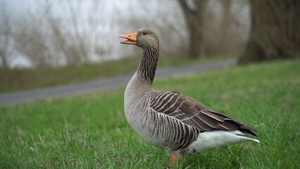 Graceful Goose Standing On Lush Green Grass By The Edge Of A Serene River, Surrounded By The Beauty Of Nature, Creating A Peaceful And Idyllic Scene That Showcases Harmony Between Wildlife And Its Hab
