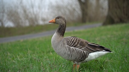 A Peaceful Scene Featuring A Duck Resting On Lush Green Grass By A Gentle River, Surrounded By The Beauty Of Nature, Showcasing The Harmony Between Wildlife, Water, And Verdant Landscape.