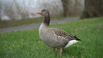 A Serene Duck Resting Calmly Near The Riverbank, Surrounded By Lush Greenery, Capturing The Tranquil Beauty Of Wildlife In Its Natural Habitat, Peacefully Coexisting With Nature.	
