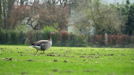 Fototapeta premium A Peaceful Scene Featuring A Duck Resting On Lush Green Grass By A Gentle River, Surrounded By The Beauty Of Nature, Showcasing The Harmony Between Wildlife, Water, And Verdant Landscape.