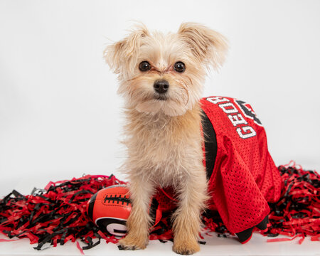  Terrier UGA fan